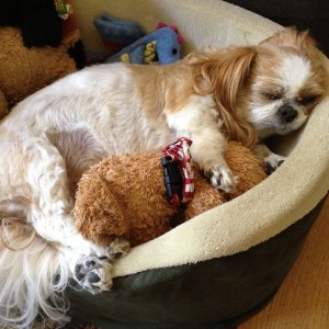 Here's a pic of my shih tzu since this is the live thread and not comp
