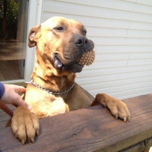 Dixie with her second favorite toy...an old dryer ball. She refuses to give