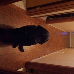 2013-04-27_16_54_09