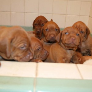 30 days old