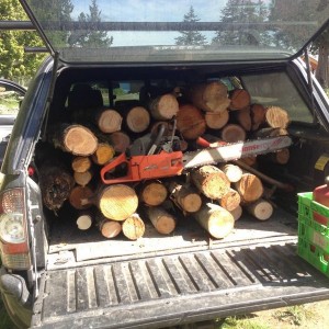 Never say no to free firewood