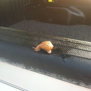 Lol drove to get breakfast and saw this one i got out of the truck