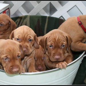 30 days old