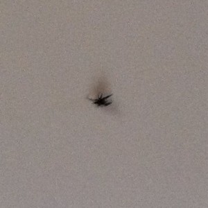 Well I guess the only way to get rid it is burn the house down.