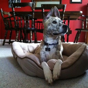 New dog Daisy!