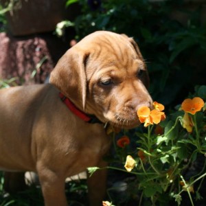 Girl meets flower