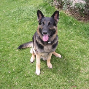 Dog_Park_050613
