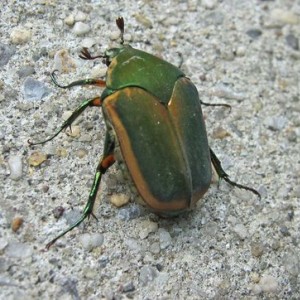 Damn bug in my truck
