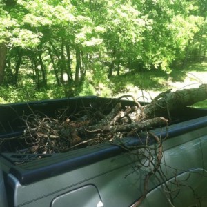 Now have tree branches