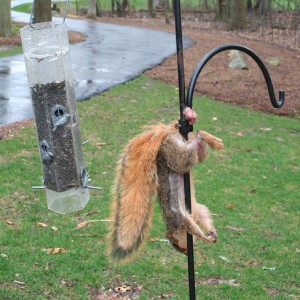 Got nuts?