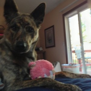 I spend at least 50 dollars a month on toys for my boy :)