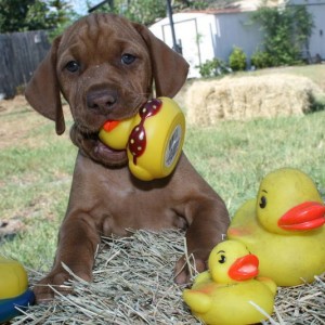 duck man