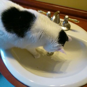 Fuck water bowls