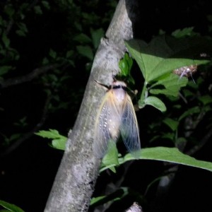 The cicadias are VERY active tonight, lost count at 50 within 3 feet. From 