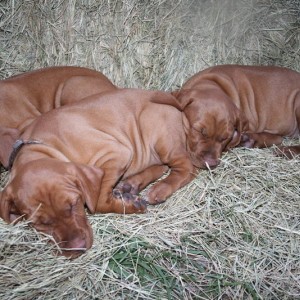 Hay