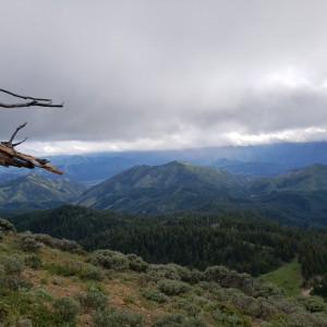 Lw.8.1