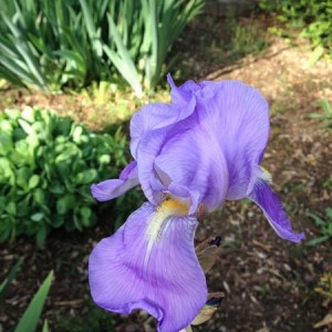 Good morning TW! First Iris.