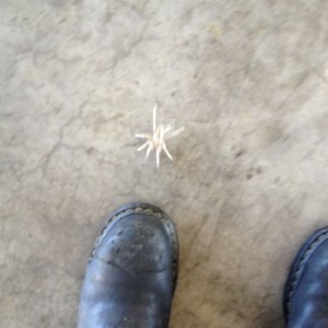 Fuxk you wolf spider !!!!
