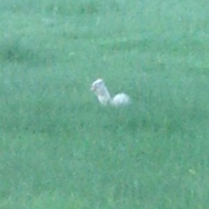 A white squirrel in my back yard this morning.