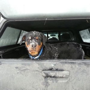 my 6 month old pup after playing in the snow