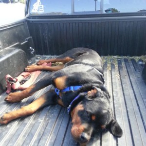 he loves riding in the back!