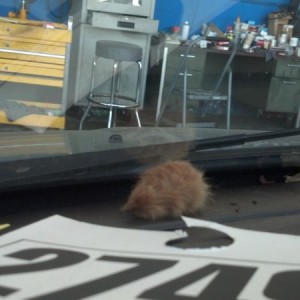 A dead mouse in my customers car on the dash :eek: