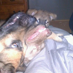 3 of them piling in the bed with me Sent from Mars.