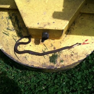 Must of hit this guy with the mower.