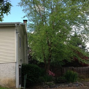 Just trim it away, or is the whole tree too close to the house?