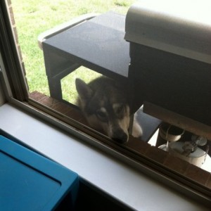 We're painting and she wants in...looks so sad lol