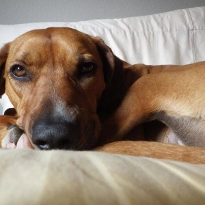 dog6