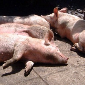 pigs
