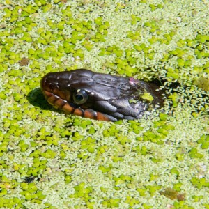 Water Snake 2