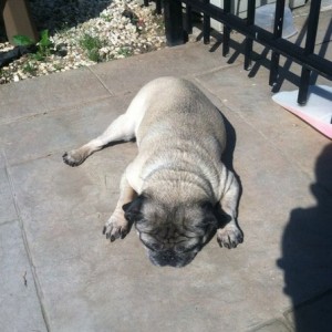 The pug laying out in the sun.