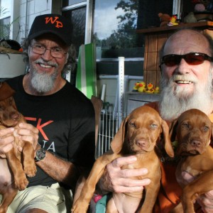 New dogs & old dogs