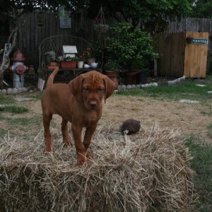 Hay