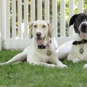 Rocco & Lyla