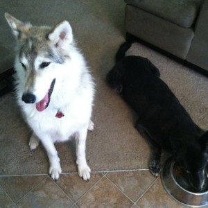 Doggies