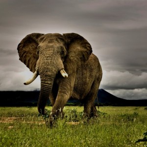 elephant