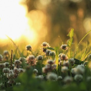 field