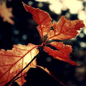 onlyleaf-1920x1080