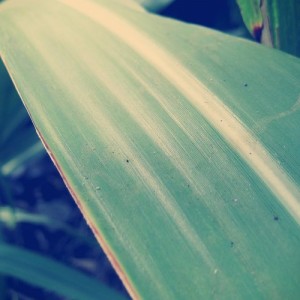La_Hoja