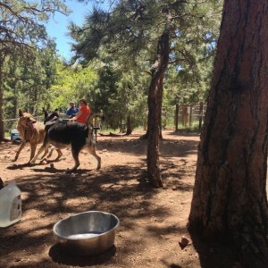 DOG park!!!!
