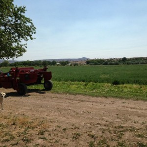 Getting ready to cut alfalfa this morning.