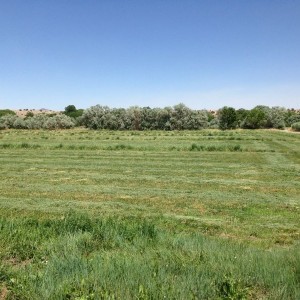 One third cut