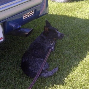 heeler chill in at car show