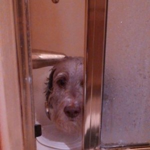 Such a sad wet dog. At least he is clean :)