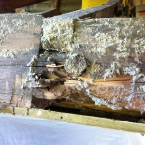 Old pegged beam. This is the weak spot. We were hoping to keep it. Not gonn