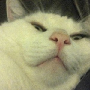 bigkittyface