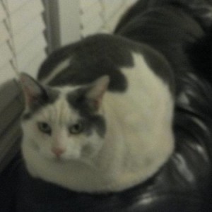 bigkitty